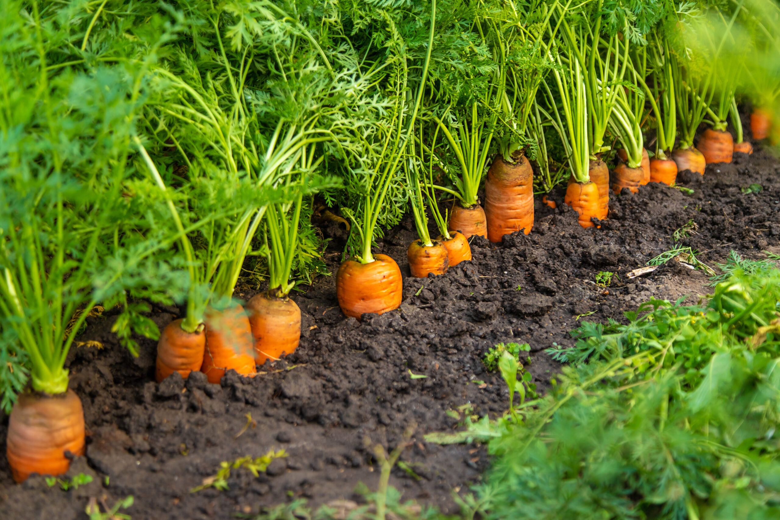 carrot-harvest-in-the-garden-selective-focus-2024-03-27-14-30-51-utc-scaled.jpg